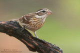 Rose-Breasted Grosbeak (female) on vine