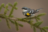 Yellow-rumped warbler on pine