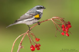 Yellow-rumped warbler on small red berries