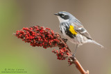 Yellow-rumped warbler on Sumac