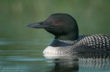 Common Loon details
