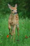 Fawn foot up 