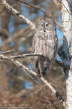 Great Gray Owl in tangled Birch