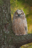 Great-Horned owlet last light in pines