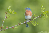 Bluebird horizontal on prickly