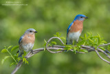 Bluebird couple on vines