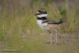 Killdeer baby portrait in grasses