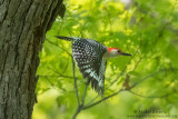 Red-bellied Woodpecker leaves nest 
