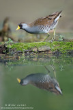 Sora reflecting on moss log