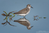 Semipalmated Sandpiper