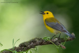 Prothonotary Warbler blasts away