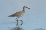 Willet walks in water