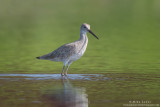 Willet in dual colored waters