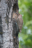 Northern Flicker at nest hole
