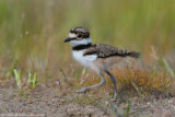 Killdeer baby struts on by