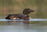 Loon and baby content on glass waters