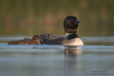 Loon Glass riders