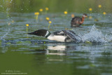 Common Loon chases Red-Necked Grebe