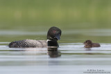 Loon head shake with baby in attendance