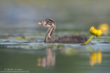 Red-necked grebe baby in flowers