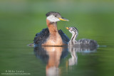 Red necked Grebe adoration of parent