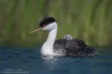 Western Grebe with rider by green reeds