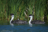 Western Grebe full family in reeds