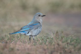 Mountain Bluebird on Grass
