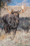 Moose staredown