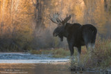 Moose stares back downstream
