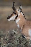 Pronghorn antelope portrait