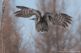 Great Gray Owl overhead 