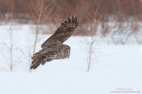 Great Gray Owl flight across Winter Willows