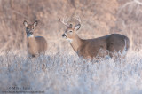 White-tailed buck near doe