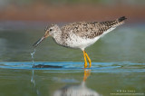 Greater Yellowlegs water drip