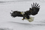 Baldie snowy approach