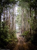 East Gippsland forest