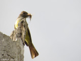 Tyran - Nichée de Tyran huppé - Great-crested Flycatcher nesting