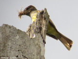 Tyran hupp - Great-crested Flycatcher