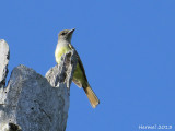 Tyran hupp - Great-crested Flycatcher