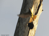 Tyran hupp - Great-crested Flycatcher