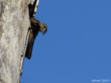 Tyran hupp - Great-crested Flycatcher