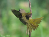 Paruline masque - Common Yellowthroat