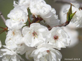 Fleur de cerisier - Cherry blossom