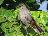 Moqueur chat - imm - Gray catbird