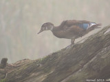 Canard branchu - L'amour dans la brume matinale - Wood Duck - Love in the morning fog
