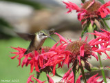 Colibri  gorge rubis - Ruby-throated Hummingbird