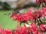 Colibri  gorge rubis - Ruby-throated Hummingbird