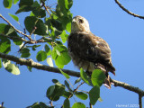 Petite Buse - Broad-winged Hawk