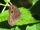 Satyre des prés - #4587 - Wood Nymph - Cercyonis pegala